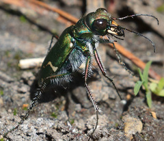 Cicindela tranquebarica sierra