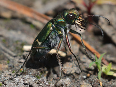 Cicindela tranquebarica sierra