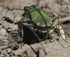Cicindela tranquebarica sierra