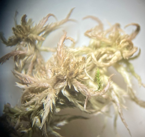 Sphagnum contortum observed 2025-10-14