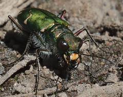 Cicindela tranquebarica sierra