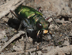 Cicindela tranquebarica sierra