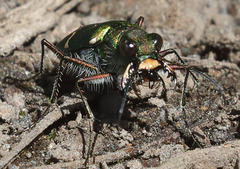 Cicindela tranquebarica sierra