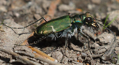 Cicindela tranquebarica sierra