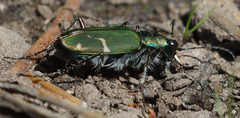 Cicindela tranquebarica sierra