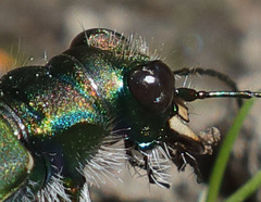 Cicindela tranquebarica sierra