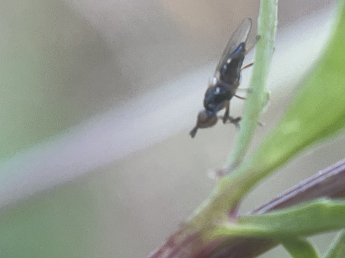 Unknown species found near Janelia Research Campus, Ashburn, VA, US