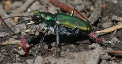 Cicindela tranquebarica sierra