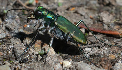 Cicindela tranquebarica sierra