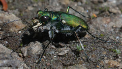 Cicindela tranquebarica sierra