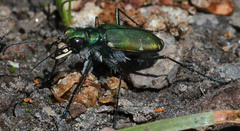 Cicindela tranquebarica sierra