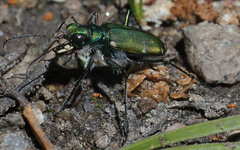 Cicindela tranquebarica sierra