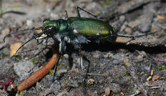 Cicindela tranquebarica sierra