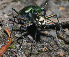 Cicindela tranquebarica sierra