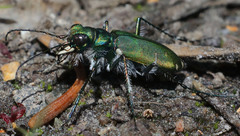 Cicindela tranquebarica sierra