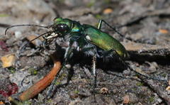 Cicindela tranquebarica sierra