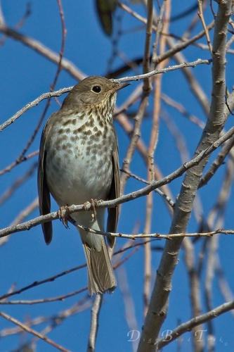 Hermit Thrush, photo 10 of 10