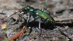 Cicindela tranquebarica sierra