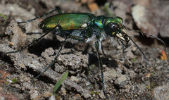 Cicindela tranquebarica sierra