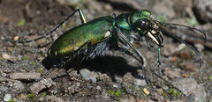 Cicindela tranquebarica sierra