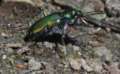 Cicindela tranquebarica sierra