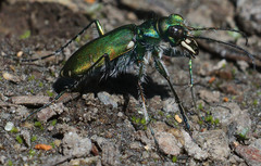 Cicindela tranquebarica sierra