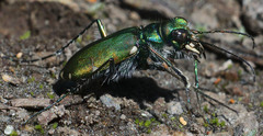 Cicindela tranquebarica sierra