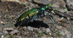 Cicindela tranquebarica sierra