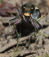 Cicindela tranquebarica sierra