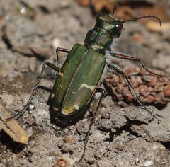 Cicindela tranquebarica sierra