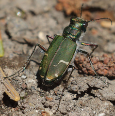 Cicindela tranquebarica sierra