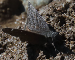 Erynnis persius