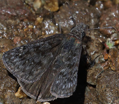 Erynnis persius