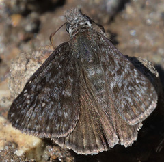 Erynnis persius