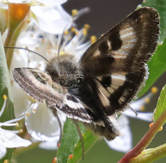 Heliothis oregonica