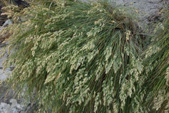 Poa astonii