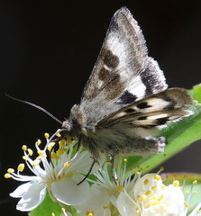 Heliothis oregonica