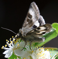 Heliothis oregonica