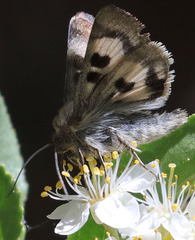 Heliothis oregonica