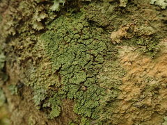 Psoromidium aleuroides