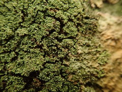 Psoromidium aleuroides