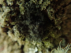 Leptogidium contortum