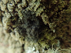 Leptogidium contortum