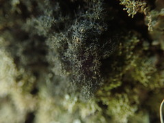 Leptogidium contortum