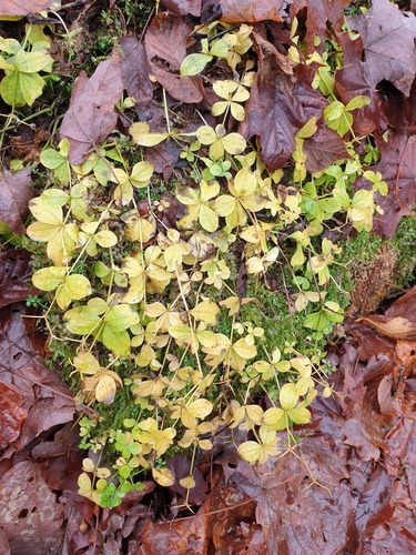 Boreal Bedstraw (Galium kamtschaticum)