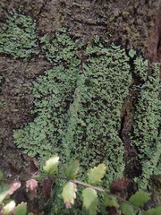 Psoromidium aleuroides