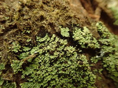 Psoromidium aleuroides