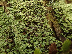 Psoromidium aleuroides