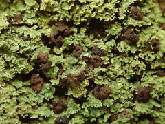 Psoromidium aleuroides