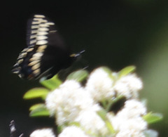 Papilio indra